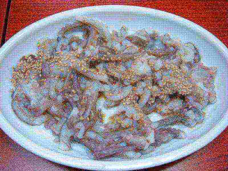 Photo of Korean dish San-nakji via Wikipedia commons