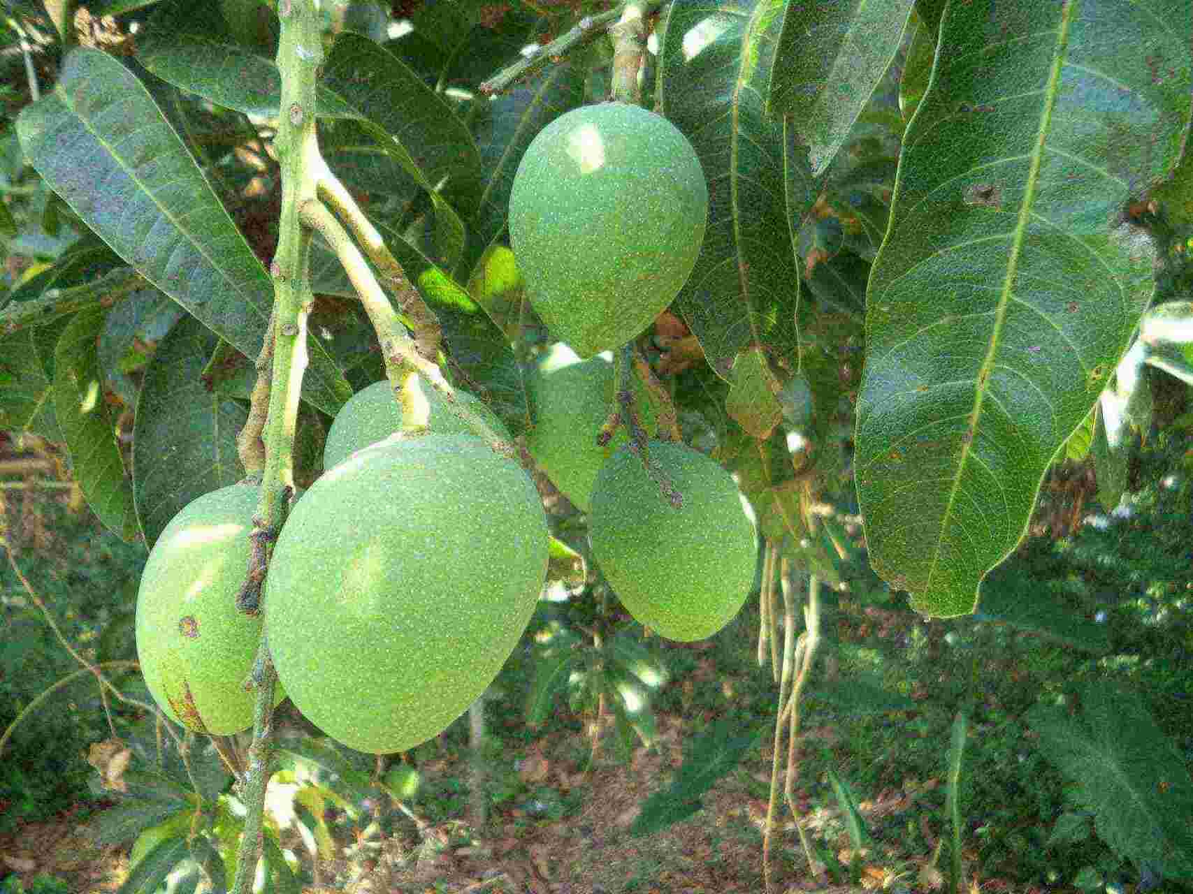 Photo of Green mango, via unsplash